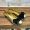 Prada 1F322O Ballerinas Women Nappa Leather with Bow Gold
