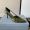 Prada 1I442O Open Side Pumps 75mm Women Leather Olive