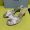 Prada 1XX789 Slides Women Mesh Fabric Silver