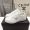 Prada 2EE364 Downtown Sneakers Unisex Leather White