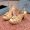 Prada High-Heeled Monolith Sandals Women Rubber Beige